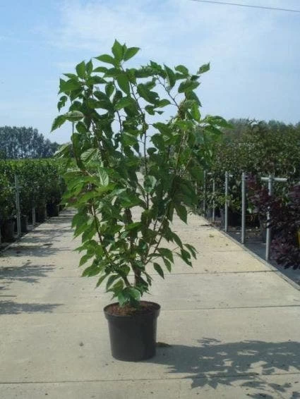 Sierkers, Struikvorm (Prunus Serrulata 'Kanzan') - Afbeelding 2