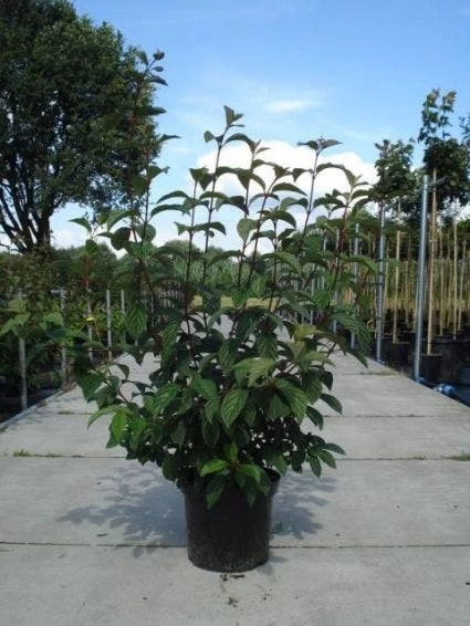 Sneeuwbal (Viburnum Bodnantense 'Dawn') - Afbeelding 6