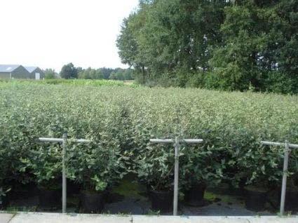 Sneeuwbal (Viburnum Burkwoodii) - Afbeelding 2