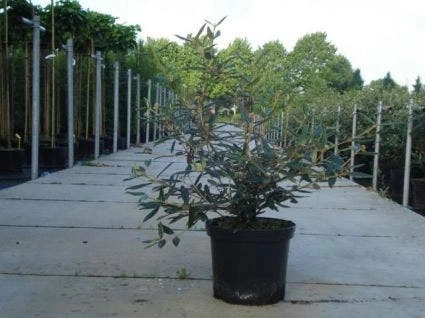 Sneeuwbal (Viburnum Bodnantense 'Dawn') - Afbeelding 7