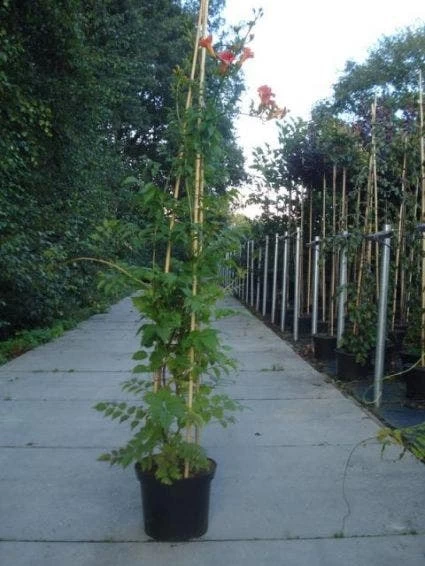 Trompetbloem (Campsis Tagliabuana 'Mme Galen') - Afbeelding 4