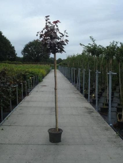 Noorse Esdoorn (Acer Platanoides 'Crimson Sentry') - Afbeelding 7