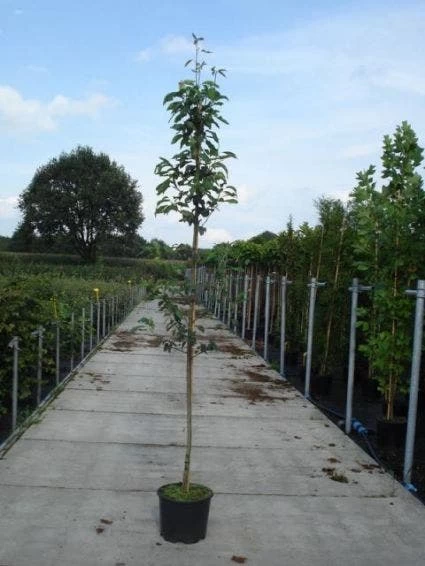 Krentenboom (Amelanchier Arborea 'Robin Hill') - Afbeelding 3