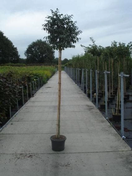 Pluim Es (Fraxinus Ornus 'Meczek') - Afbeelding 3