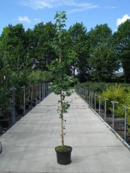 Japanse Notenboom (Ginkgo Biloba) - Afbeelding 3