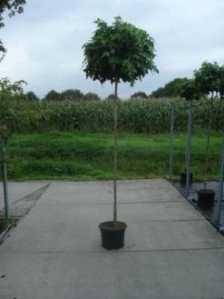 Amberboom Op Stam (Liquidambar 'Gum Ball')
