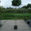 Amberboom Op Stam (Liquidambar 'Gum Ball')