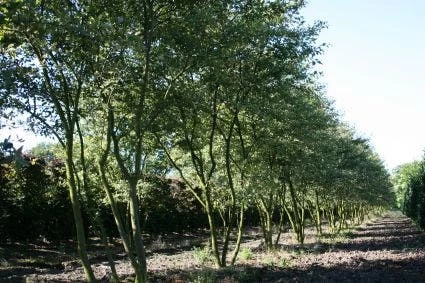 Krentenboom Als Struik (Amelanchier Lamarckii) - Afbeelding 9