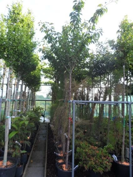 Japanse Sierkers (Prunus Serrulata 'Kanzan') - Afbeelding 6