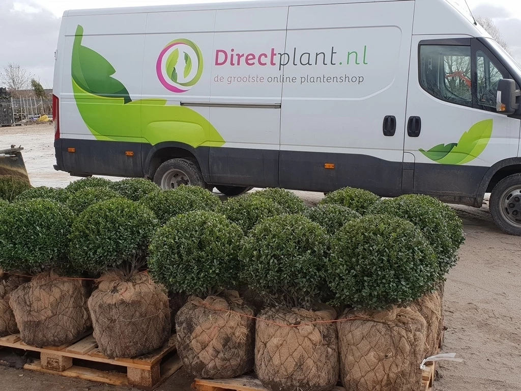 Japanse Hulst In Bolvorm (Ilex Crenata 'Caroline Upright')