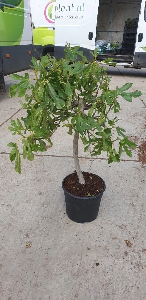 Vijg Op Stam (Ficus Carica) - Afbeelding 2
