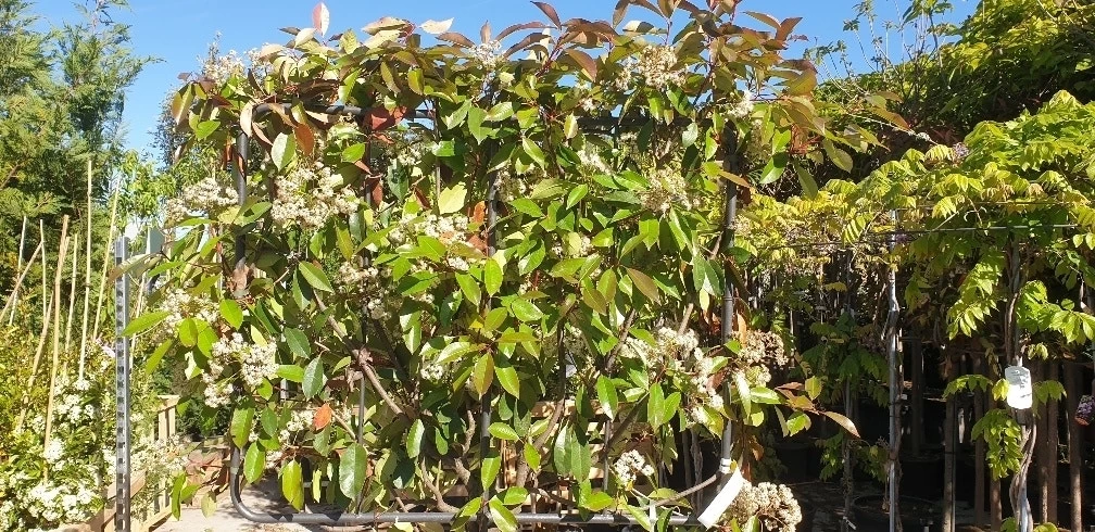 Glansmispel Halfstam Als Leiboom (Photinia Fraseri 'Red Robin') - Afbeelding 2