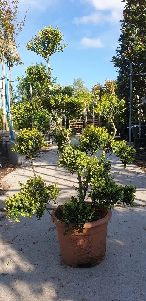 Japanse Hulst Als Bonsai (Ilex Crenata 'Kinme') - Afbeelding 13