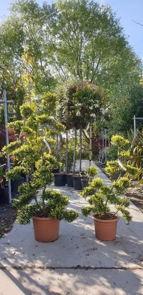 Japanse Hulst Als Bonsai (Ilex Crenata 'Kinme') - Afbeelding 14