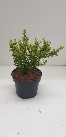 Japanse Hulst (Ilex Crenata 'Caroline Upright') - Afbeelding 4