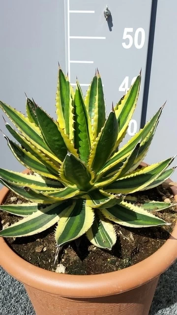 Winterharde Agave (Agave Lophanta 'Quadricolor') - Afbeelding 3