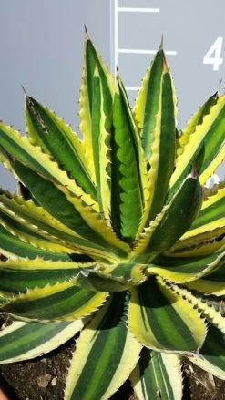Winterharde Agave (Agave Lophanta 'Quadricolor')
