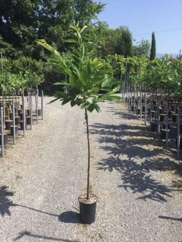 Tamme Kastanje Als Halfstam (Castanea Sativa) - Afbeelding 2
