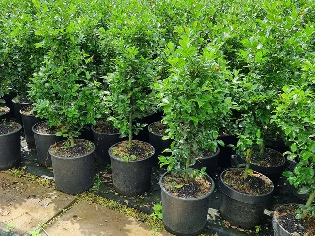 Hulst (Ilex Meserveae 'Heckenfee') - Afbeelding 5