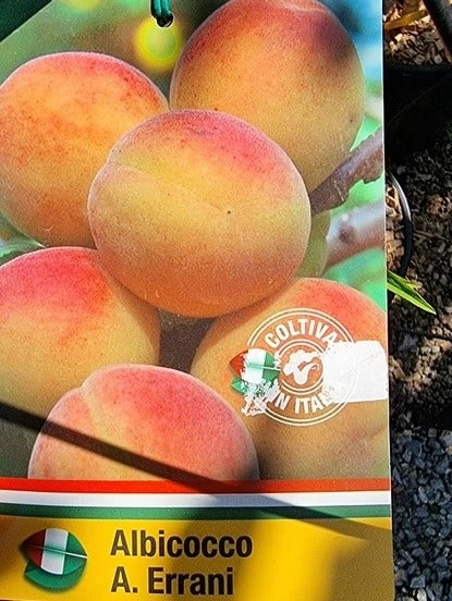 Abrikoos Als Halfstam (Prunus Armeniaca 'Antonio Errani') - Afbeelding 2