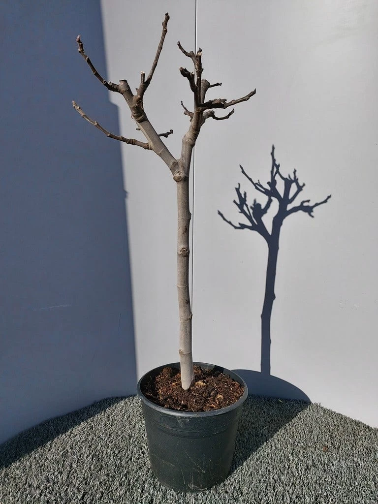Vijg Op Stam (Ficus Carica) - Afbeelding 10