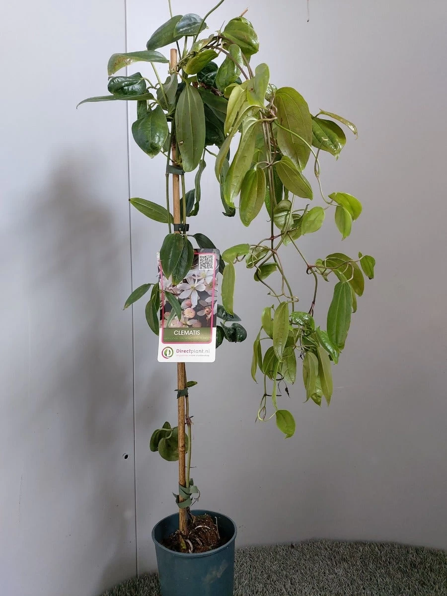 Groenblijvende Clematis (Clematis Armandii 'Hendersonii Rubra') - Afbeelding 2