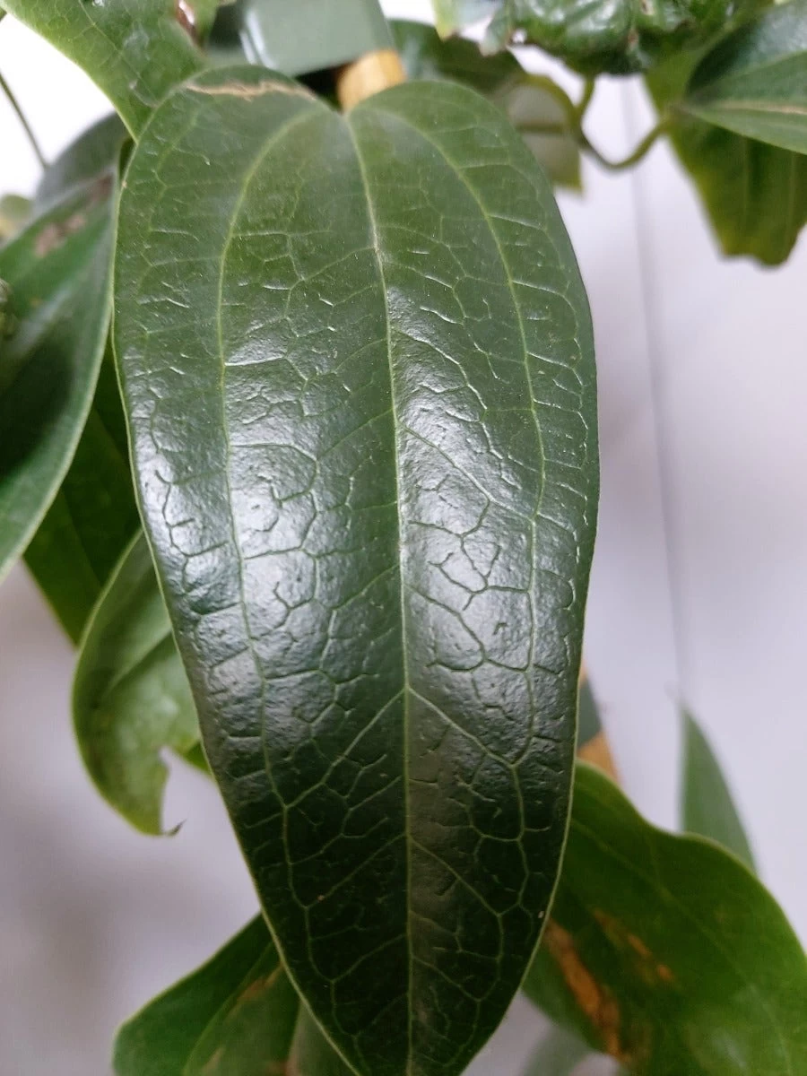 Groenblijvende Clematis (Clematis Armandii 'Hendersonii Rubra') - Afbeelding 3