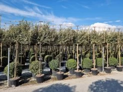 Olijfwilg Als Leiboom (Elaeagnus Ebbingei)