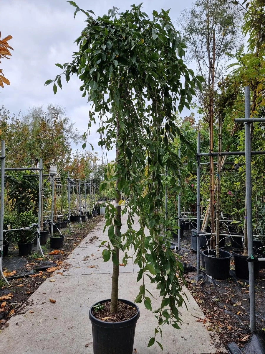 Japanse Treursierkers (Prunus 'White Fountain') - Afbeelding 2