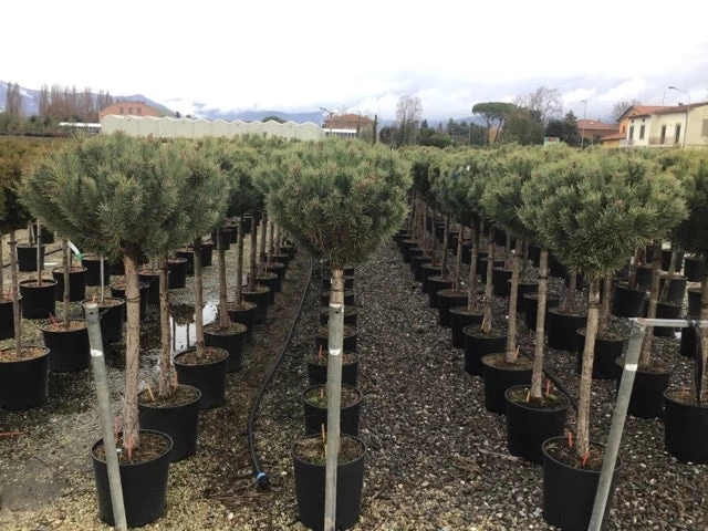 Grove Den Op Stam (Pinus Sylvestris 'Watereri') - Afbeelding 3