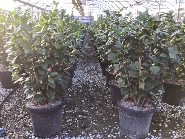 Camelia (Camellia Japonica 'Sacco Vera') - Afbeelding 2