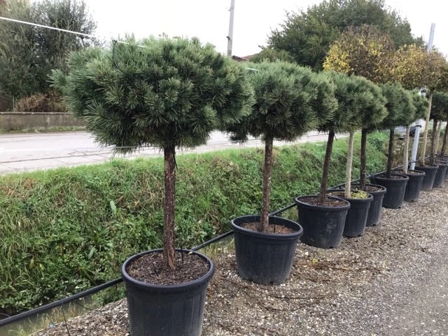 Grove Den Op Stam (Pinus Sylvestris 'Watereri') - Afbeelding 2
