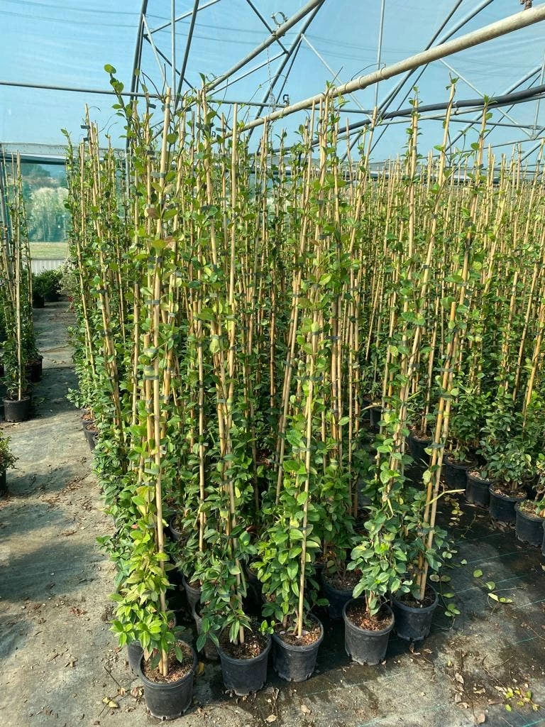 Toscaanse Jasmijn (Trachelospermum Jasminoides 'Winter Ruby') - Afbeelding 2