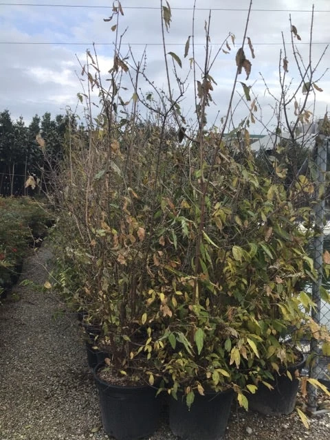 Winterzoet (Chimonanthus Praecox) - Afbeelding 6