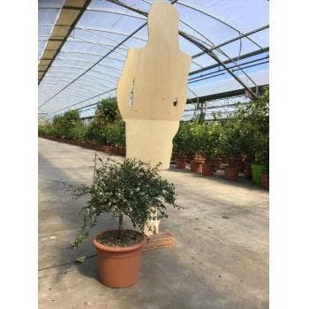 Vingerlimoen (Microcitrus Australasica) - Afbeelding 2