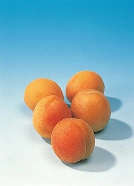 Abrikozenboom (Prunus Armeniaca 'Hongaarse') - Afbeelding 3