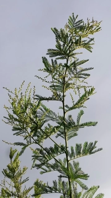 Mimosa (Acacia Dealbata) - Afbeelding 5
