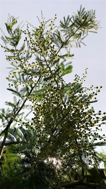 Mimosa (Acacia Dealbata) - Afbeelding 4