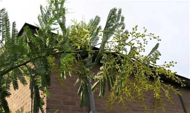 Mimosa (Acacia Dealbata) - Afbeelding 6