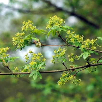 Spaanse Aak (Acer Campestre) - Afbeelding 3