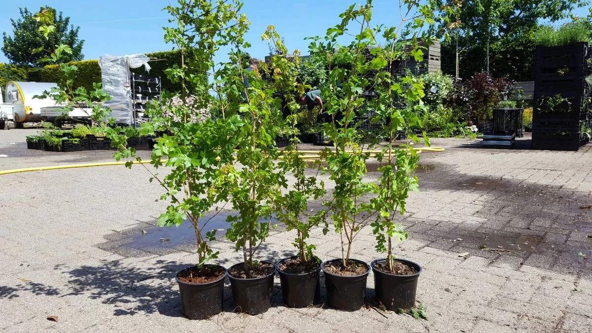 Veldesdoorn Als Haag (Acer Campestre) - Afbeelding 4