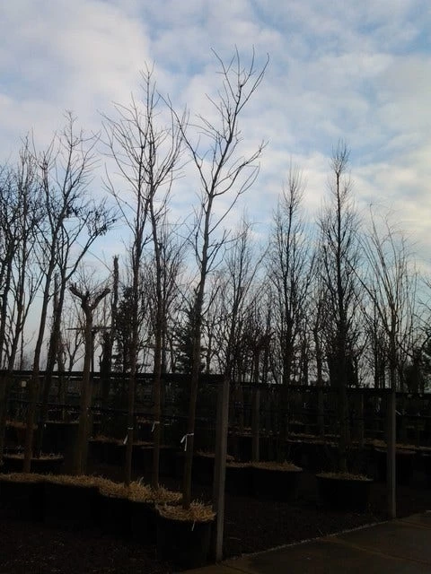 Rode Esdoorn (Acer Platanoides 'Crimson King') - Afbeelding 10