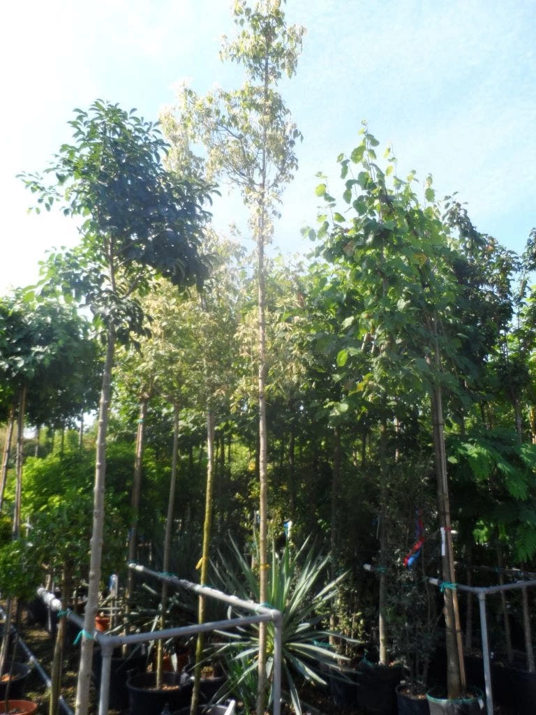 Vederesdoorn Als Boom (Acer Negundo 'Flamingo') - Afbeelding 5