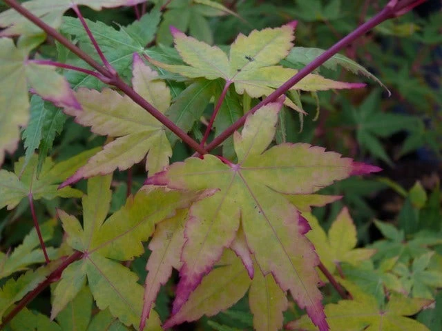 Japanse Esdoorn (Acer Palmatum 'Sangokaku') - Afbeelding 2