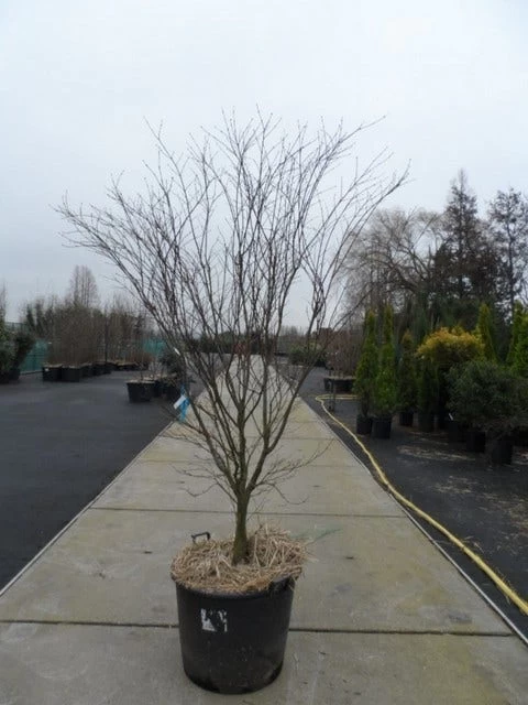 Japanse Esdoorn (Acer Palmatum 'Atropurpureum') - Afbeelding 12