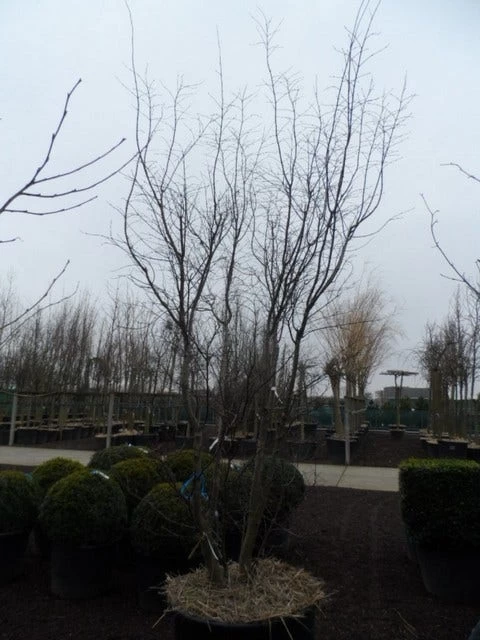 Japanse Esdoorn (Acer Palmatum 'Atropurpureum') - Afbeelding 13