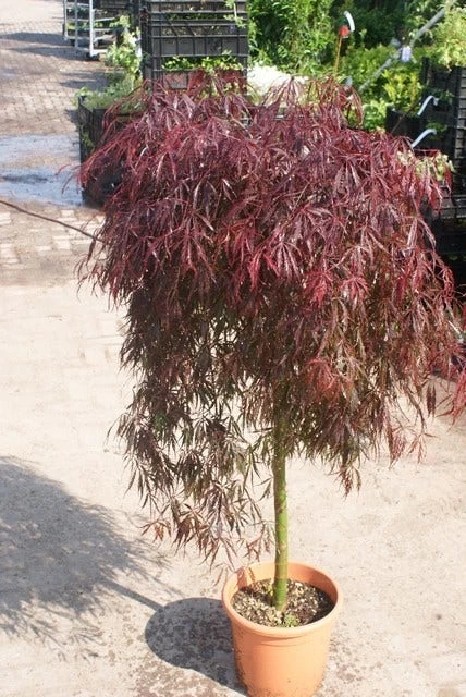 Japanse Esdoorn Als Boom (Acer Palmatum 'Inabe-shidare') - Afbeelding 4