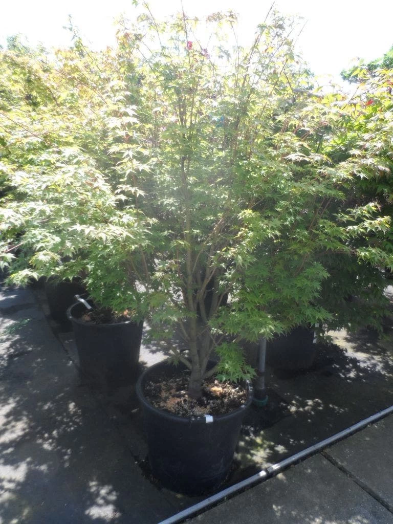 Japanse Esdoorn (Acer Palmatum 'Sangokaku') - Afbeelding 9