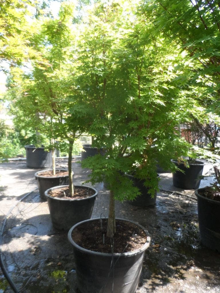 Japanse Esdoorn (Acer Palmatum 'Sangokaku') - Afbeelding 3