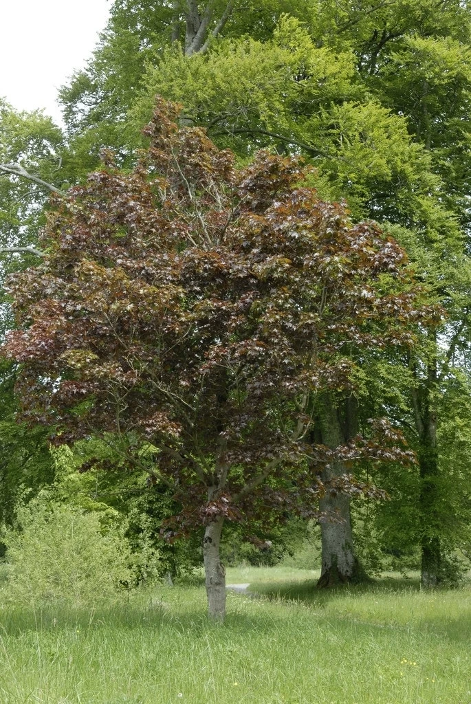 Noorse Esdoorn (Acer Platanoides 'Crimson Sentry') - Afbeelding 2